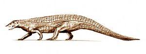 Revueltosaurus is a heavily armored quadruped and a plant eater (judging by its larger studies brings greater resolution the lrt recovered different branching for the aetosaurs. Aetosaur Wikiwand
