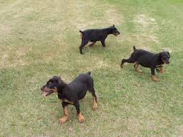 Quality and 100% purebred pinscher miniature puppies $0 (paradise valley) pic hide this posting restore restore this posting. German Shepherd Puppies Az Craigslist Petsidi