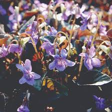 Image result for Viola abyssinica