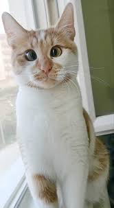 Pin By Nesrin Aras On Dunya Onlarla Guzel Crazy Cats Abyssinian Cats Cute Animals