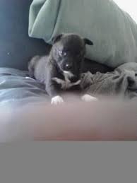 Check spelling or type a new query. Lab Pitbull Mix Puppies For Sale In Britton Michigan Classified Americanlisted Com