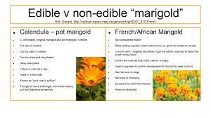 Maybe you would like to learn more about one of these? Is Calendula The Same As Marigold Will The Real Edible Marigold Please Stand Up Let S Eat A Forest L E A F