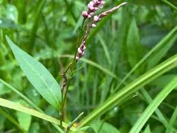 Image result for Persicaria