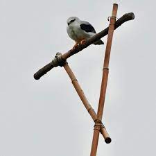 香田國小上空出現黑翅鳶校園搭棲架迎嬌客 baseball bat bat bird