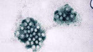 Why norovirus is so hard to kill