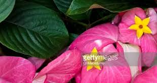 Mussaenda Is A Genus Of Flowering Plants In The Rubiaceae Family
