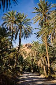 Mountain Oasis And Tamerza Nature Photography Incredible Places Scenery