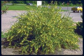 Image result for Vigna pygmaea