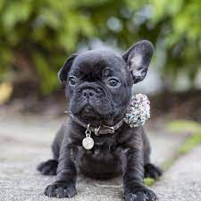All of our dogs live inside of our home. French Bulldog Puppies Pacific Northwest Pets Lovers