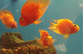The parrot cichlid, also known as the blood parrot cichlid or red parrot, is a hybrid species of fish. Blood Parrot Cichlids What I Have Learned My Aquarium Club