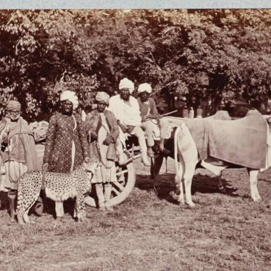 WATCH: How India's Last Cheetahs Were 'Hunted and Maimed' Before Their Extinction | Buzz News - News18