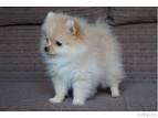 Pomeranians for Sale in Richmond, VA | Dogs on Oodle ...