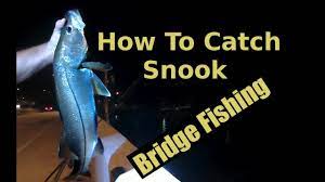 Go to bays, inlets and residential areas. Night Bridge Fishing With Shrimp Catching Snook On Jigs Youtube