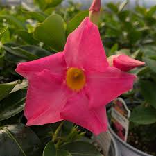 Image result for dipladenie hybrida rio obrázek