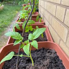 Ab Jetzt Wachsen Meine Tomaten Draussen Weiter Und Die Paprika Und Alle Anderen Auch Hachz In Der Erde Wuhlen Ist Fast So Schon Wie Wolle In Den Handen In 2020 Plants