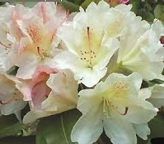 Rhododendron Casanova Rhododendron Garden Club Plants