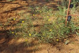 Image result for Geigeria burkei