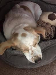 The Untold Story Of Rescue Dogs In St Cloud As Heard At Tri County Humane Society S 29th Annual Woofstock Ampers