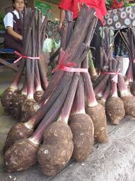Tongan food is is made up of foods from the land and the sea. Roots Crops Of Tonga Tonga Time