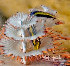 Image result for Cleistochlamys