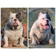 Pure breed american pocket bully puppies for sale 3.5months old cropped, vaccinated and deowrmed. American Bully Indian Club Home Facebook