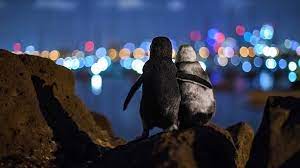 They are the smallest species of penguin but don't let that fool you. Widowed Penguins Hug In Award Winning Photo Bbc News
