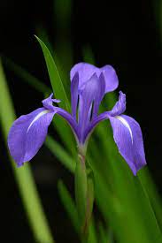 Flowers For The Month You Were Born Iris Flower Photos February Birth Flowers Iris Flowers