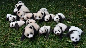Resultado de imagen para osos panda