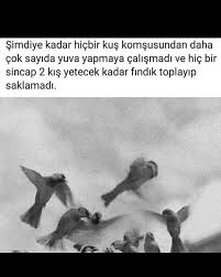 Peki Neden Insan Dedigimiz Varlikta Bunlari Hayvan Dediklerimizi Ornek Almiyor Nazimhikmet Cemalsureya Goruntuler Ile Edebiyat Hayvan Instagram
