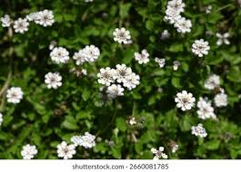 Image result for Lippia