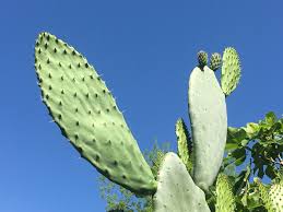 Planting a prickly pear seed gives 170 experience and requires a prickly pear seed to be planted/dipped into a cactus patch using a seed dibber. The Perfect Crisis Vegetable Prickly Pear Cactus Root Simple