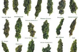 Hier sind die fünf besten sorten für sex. Gras Kaufen Serios Cannabis Online Bestellen Weed