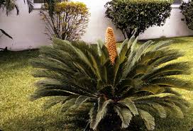 Image result for Cycadaceae