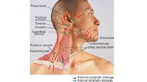 Hi, i think persistent posterior cervical group of lymph nodes without increase in size suggest benign nature of swelling, but to confirm and alleviate your anxiety permanently, it is best to do a fine needle aspiration cytology and know whether swelling is benign or malignant. Cervical Lymphadeopthy Dr Maitham H Kenber General Surgeon