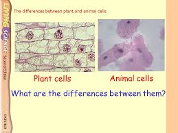 Difference between plant cell or animal cell. The Differences Between Plant And Animal Cells What Are The Differences Between Them Animal Cells Plant Cells Ppt Download