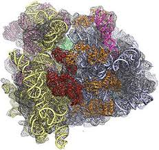 Research News Complexities Of The Eukaryotic Ribosome Revealed In New Structural Model Howard Hughes Medica Structural Model Natural Models Atomic Structure