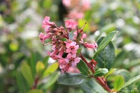 Image result for Escallonia