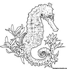 Seahorse Coloring Page Horse Coloring Pages Animal Coloring Pages Horse Coloring