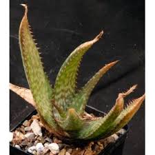 Image result for Aloe greatheadii