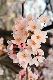 Apr 12, 2012 · the cherry blossom trees in the tidal basin in washington, given by japan 100 years ago, are world famous. Cherry Blossom Definition And Synonyms Of Cherry Blossom In The English Dictionary