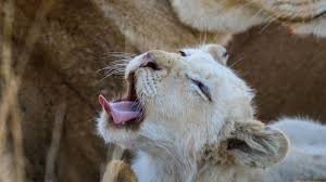 Greatbigcanvas.com has been visited by 100k+ users in the past month See The Rare White Lions Of Beyond Ngala A Conservation Victory In South Africa