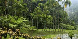 Voir plus d'idées sur le thème martinique, martinique paysage, antilles françaises. Martinique Die Bezaubernde