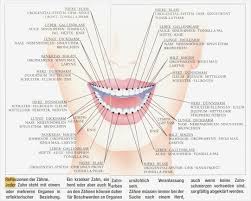 Zahne Und Organbezug Zahne Organe Reflexzonen