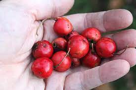 Foraging Hawthorn for Heart Health
