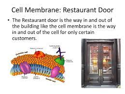 It is like the spacing between the cell membrane and the nucleus like the floor space to anywhere you need to go. How Is A Cell Like A Restaurant Ppt Video Online Download
