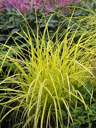 Image result for Carex brassii