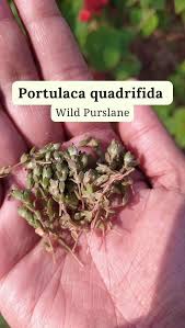 Image result for Portulaca quadrifida