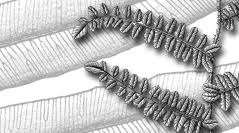 Image result for Lomariopsis warneckei