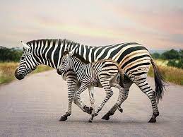 Photooftheday Baby Zebra Trotting In Tandem With Its Mother Prints Of This Photograph Are A Animal Photo Prints Zebra Painting Canvas Zebra Canvas