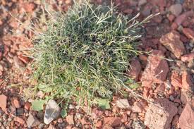 Image result for Tragia hildebrandtii